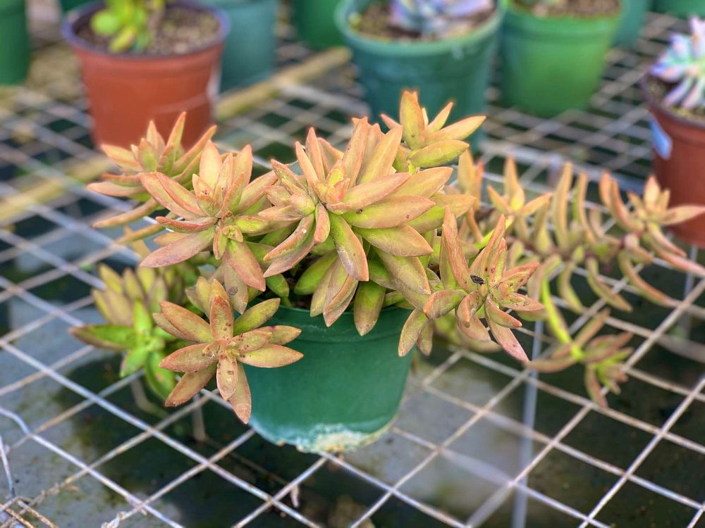 sedum-nussbaumerianum-coppertone-stonecrop