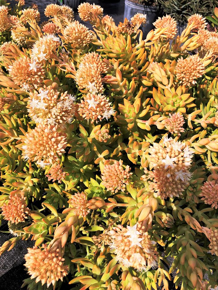 sedum-nussbaumerianum-coppertone-stonecrop
