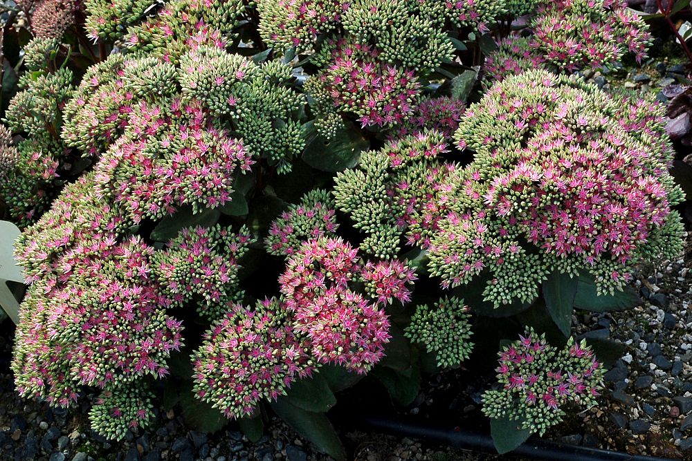 sedum-pool-party-showy-stonecrop