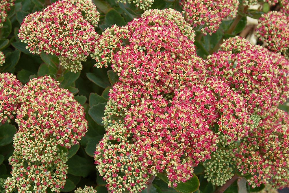 sedum-pool-party-showy-stonecrop
