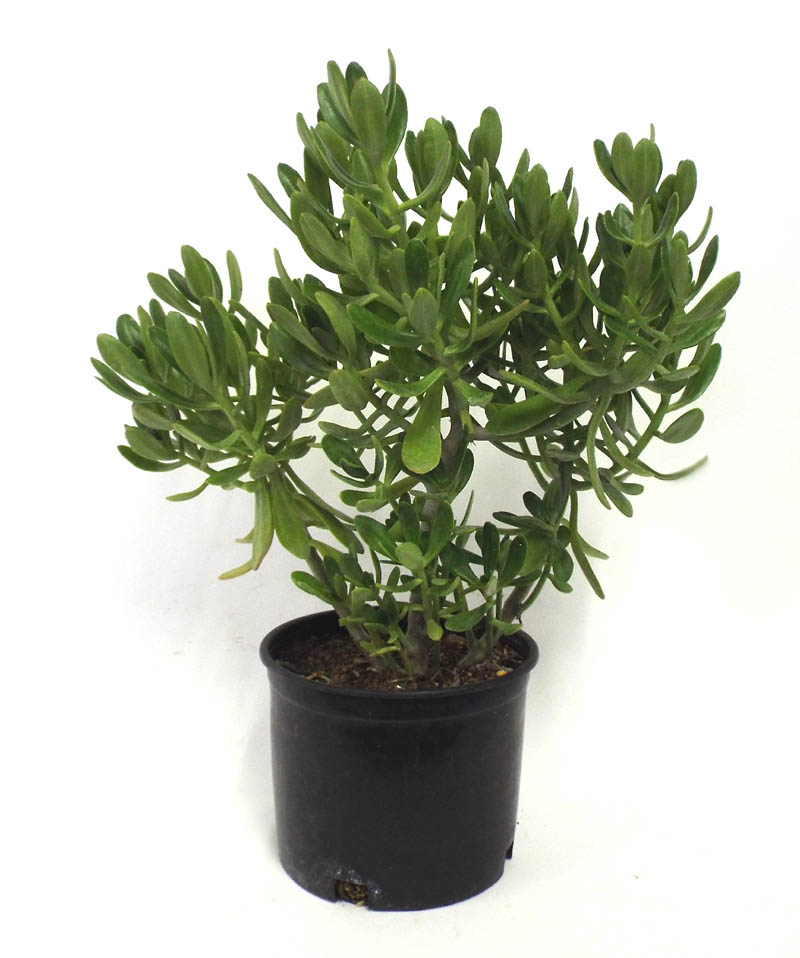 sedum-praealtum-green-cockscomb