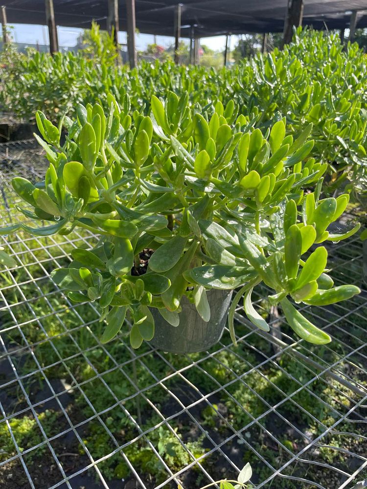 sedum-praealtum-green-cockscomb