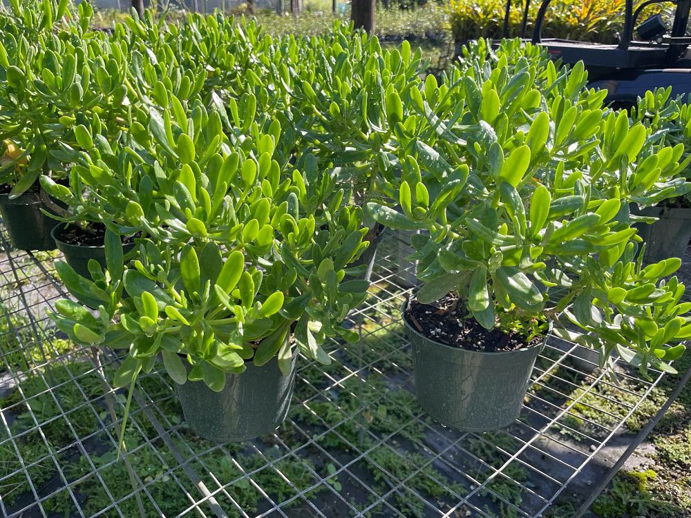 sedum-praealtum-green-cockscomb