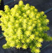 sedum-prima-angelina-stonecrop-gold-form