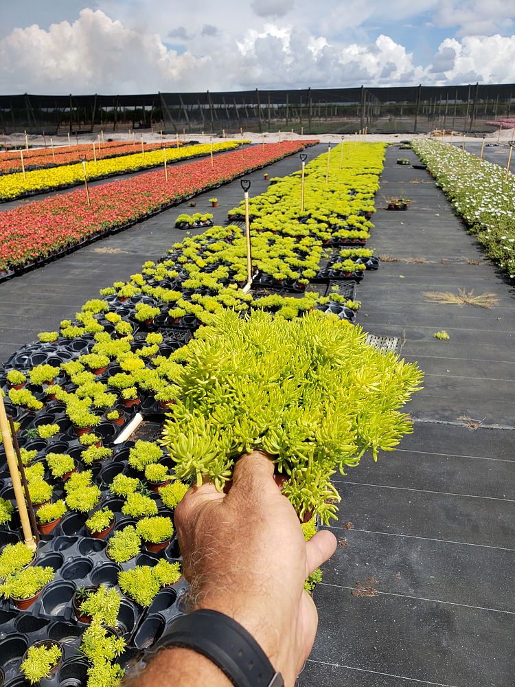 sedum-reflexum-angelina-silver-blue-stonecrop