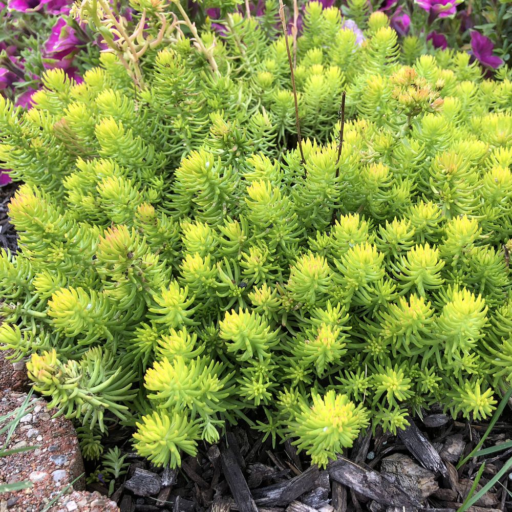 sedum-reflexum-angelina-silver-blue-stonecrop