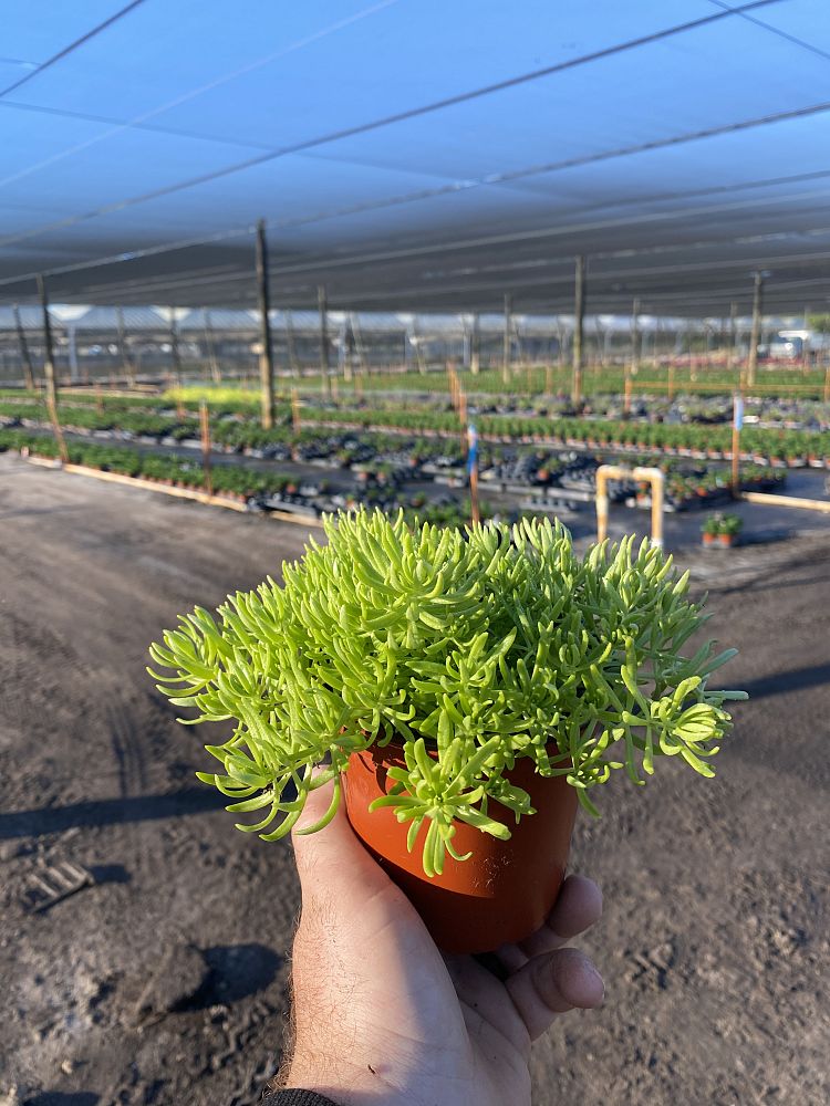 sedum-reflexum-angelina-silver-blue-stonecrop