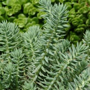 sedum-reflexum-blue-spruce-silver-blue-stonecrop