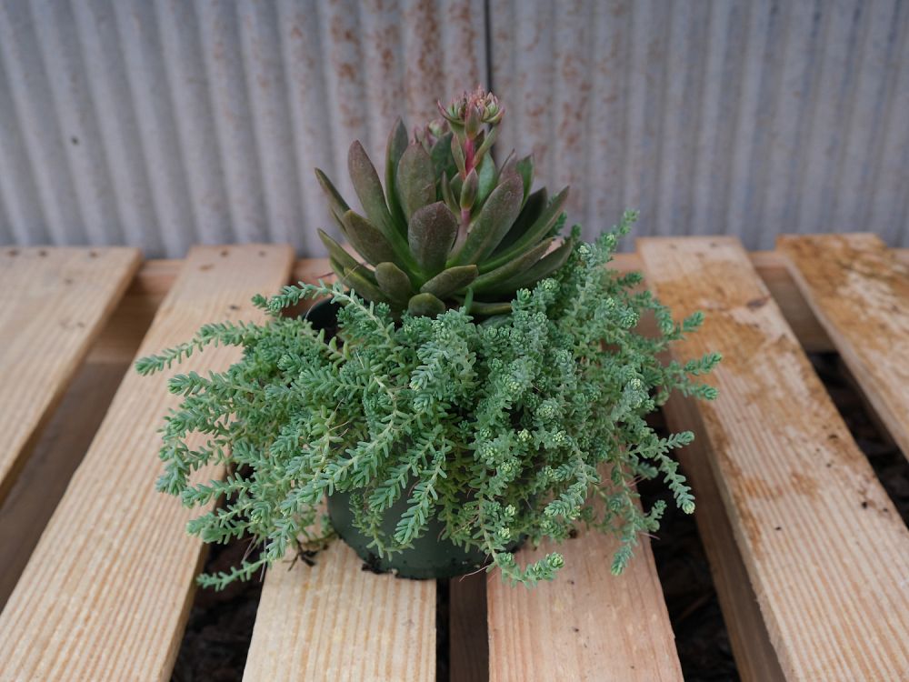 sedum-reflexum-blue-spruce-silver-blue-stonecrop