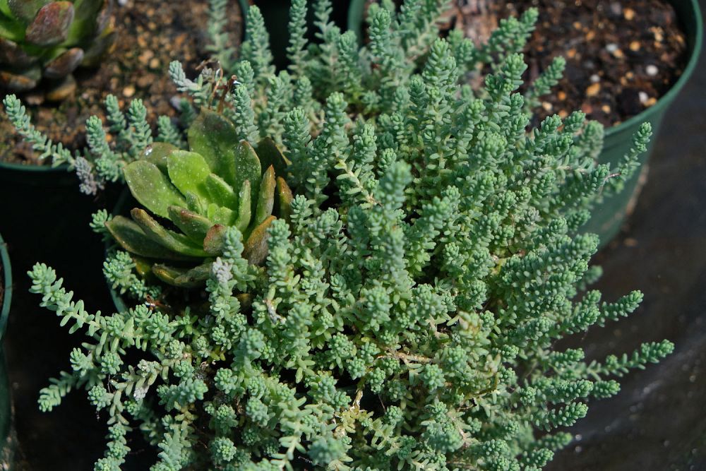 sedum-reflexum-blue-spruce-silver-blue-stonecrop
