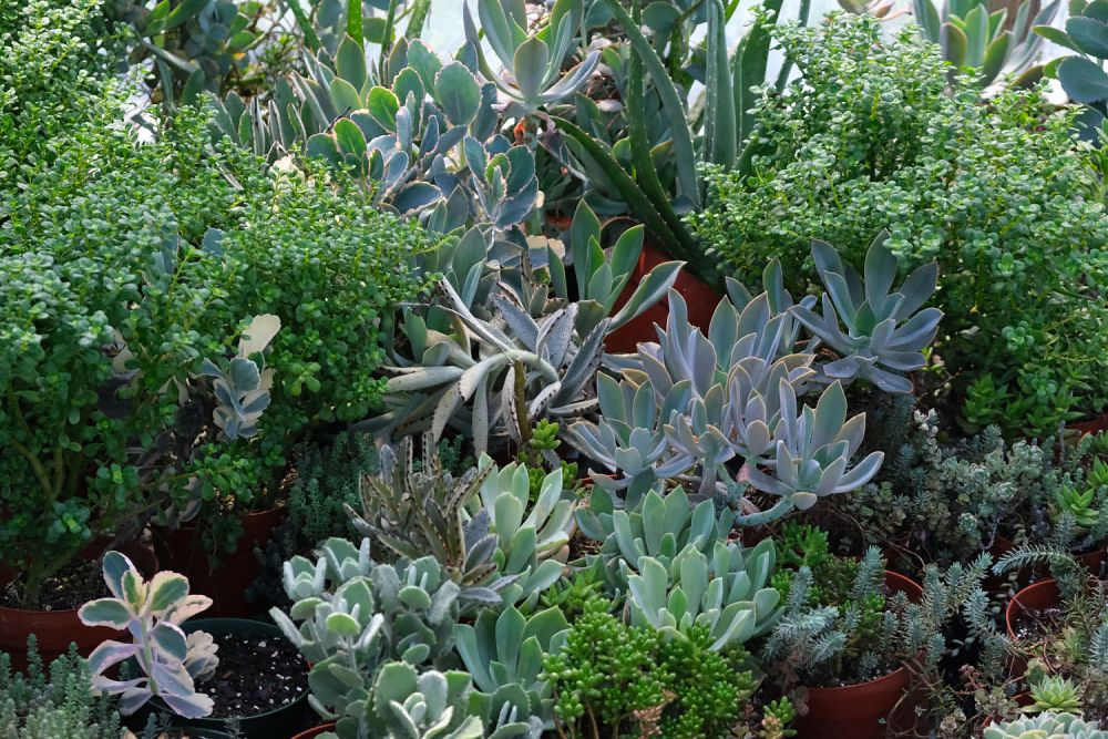 sedum-reflexum-blue-spruce-silver-blue-stonecrop