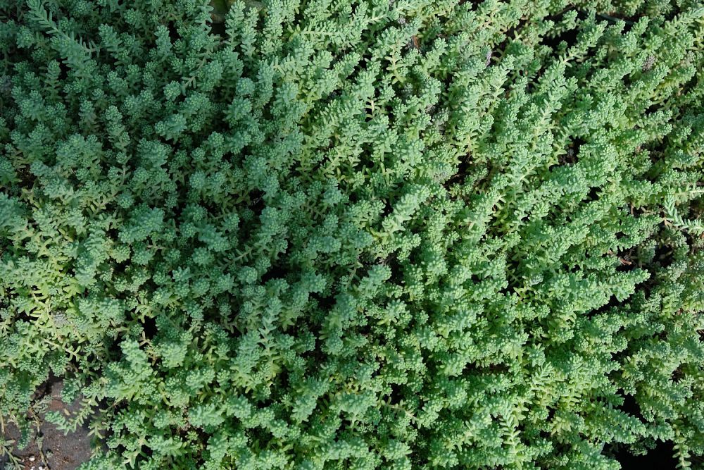 sedum-reflexum-blue-spruce-silver-blue-stonecrop