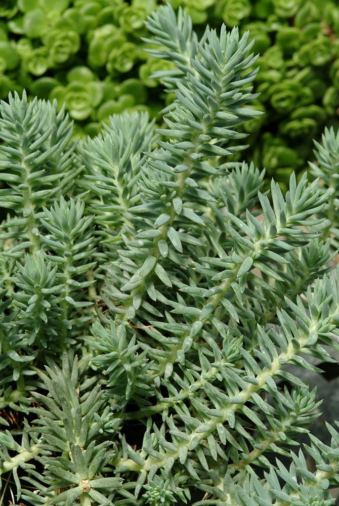 sedum-reflexum-blue-spruce-silver-blue-stonecrop