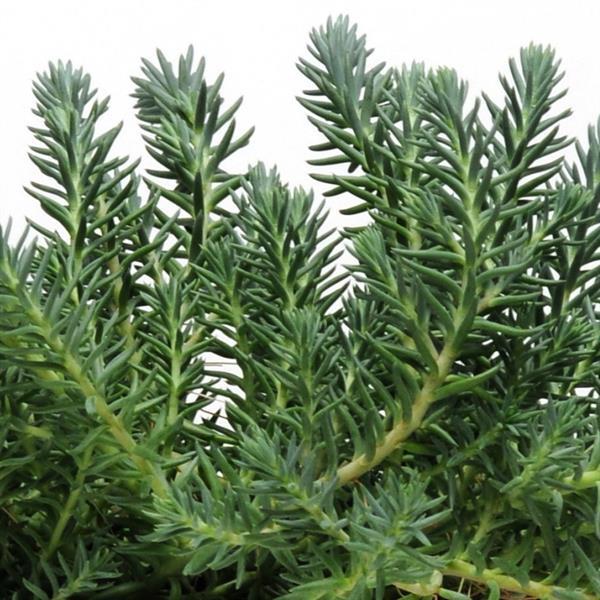 sedum-reflexum-blue-spruce-silver-blue-stonecrop