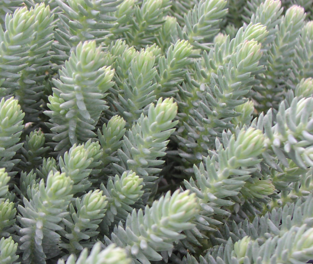 sedum-reflexum-green-spruce-silver-blue-stonecrop