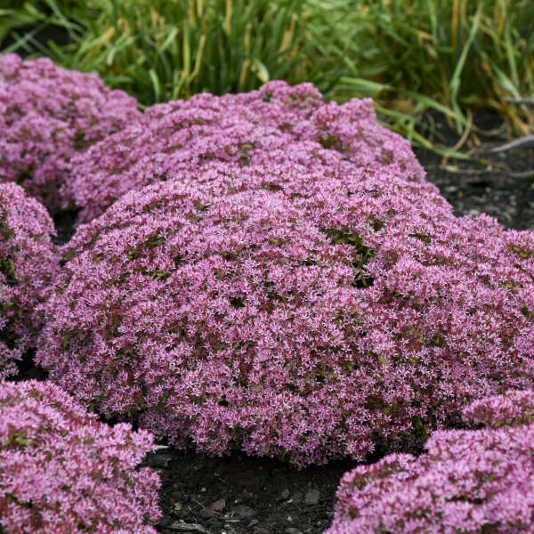 sedum-rock-n-grow-pride-and-joy-stonecrop