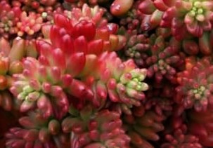 sedum-rubrotinctum-aurora-pink-jelly-bean