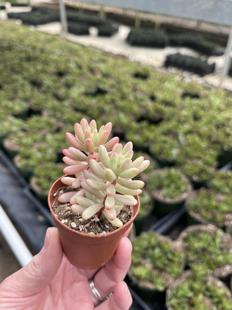 sedum-rubrotinctum-aurora-pink-jelly-bean