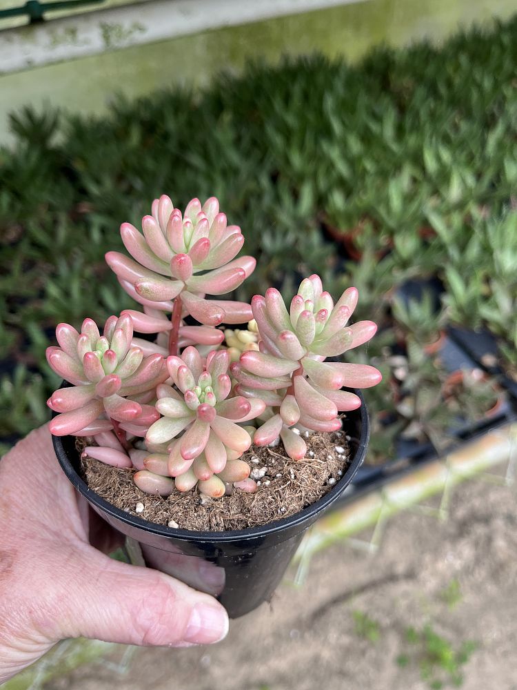 sedum-rubrotinctum-aurora-pink-jelly-bean