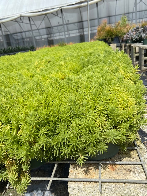 sedum-rupestre-lemon-ball-rocky-stonecrop-prickmadam-stone-orpine-jenny-s-stonecrop