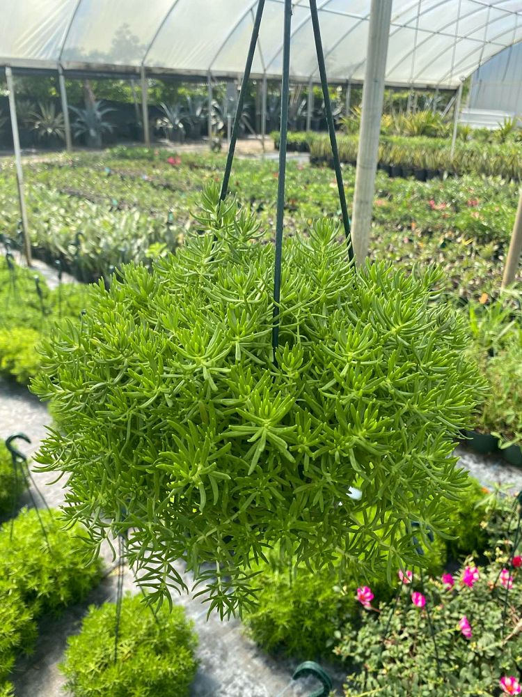 sedum-rupestre-lemon-ball-rocky-stonecrop-prickmadam-stone-orpine-jenny-s-stonecrop