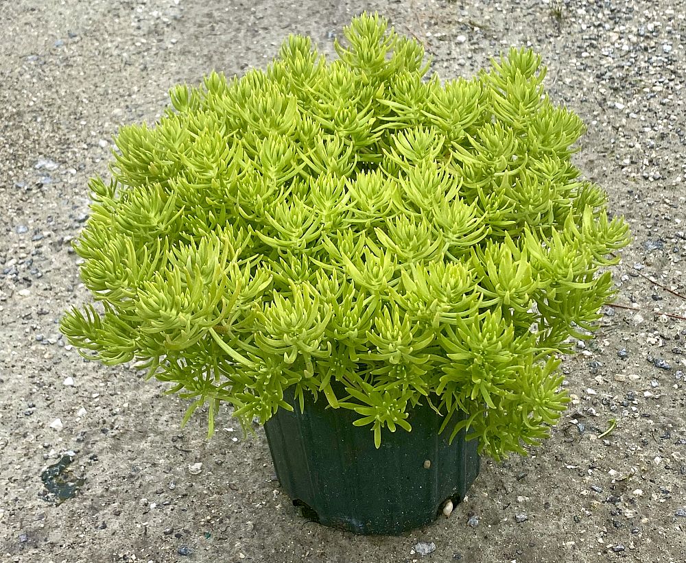 sedum-rupestre-lemon-ball-rocky-stonecrop-prickmadam-stone-orpine-jenny-s-stonecrop