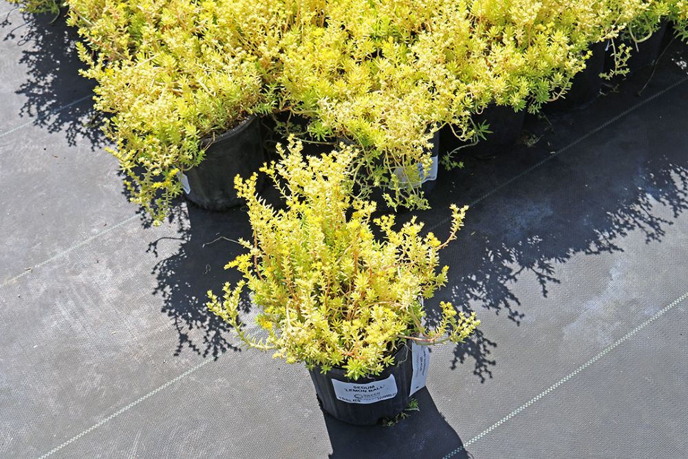 sedum-rupestre-lemon-ball-rocky-stonecrop-prickmadam-stone-orpine-jenny-s-stonecrop