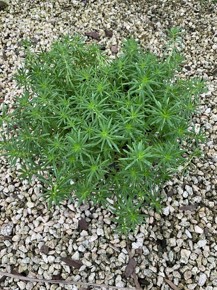 sedum-rupestre-lemon-ball-rocky-stonecrop-prickmadam-stone-orpine-jenny-s-stonecrop