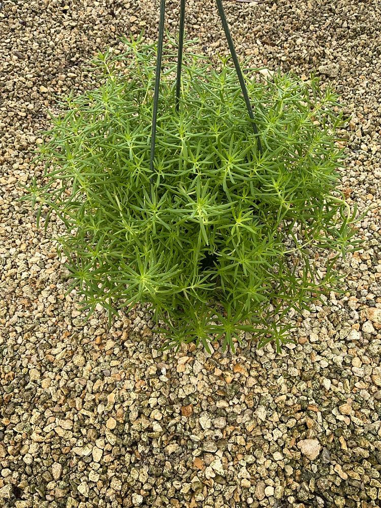 sedum-rupestre-lemon-ball-rocky-stonecrop-prickmadam-stone-orpine-jenny-s-stonecrop