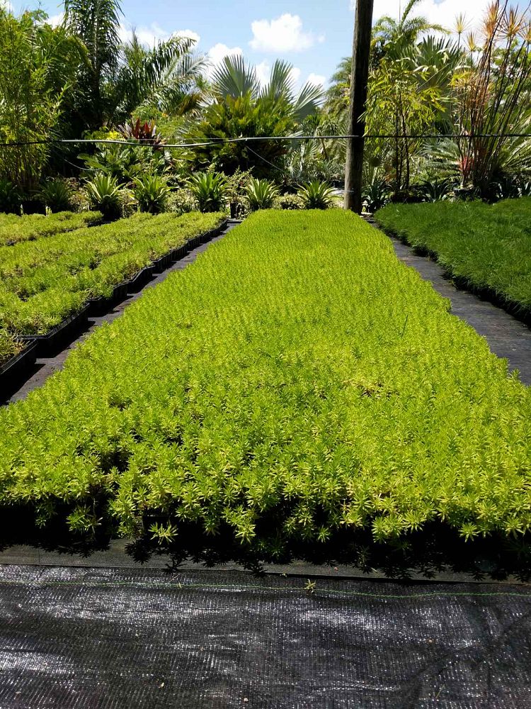 sedum-rupestre-rocky-stonecrop-prickmadam-stone-orpine-jenny-s-stonecrop