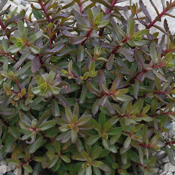 sedum-rupestre-sunsparkler-jade-tuffet-stonecrop