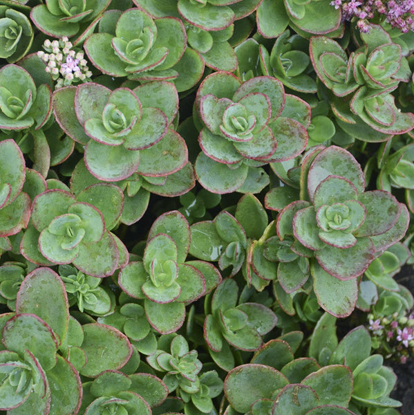 sedum-rupestre-sunsparkler-lime-zinger-stonecrop