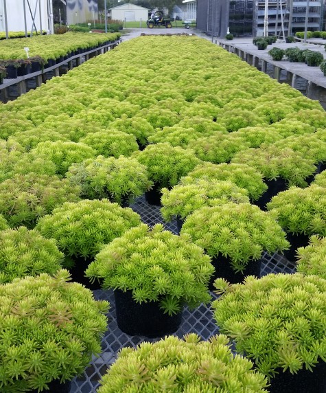 sedum-rupestre-sunsparklery-angelina-teacup-stonecrop