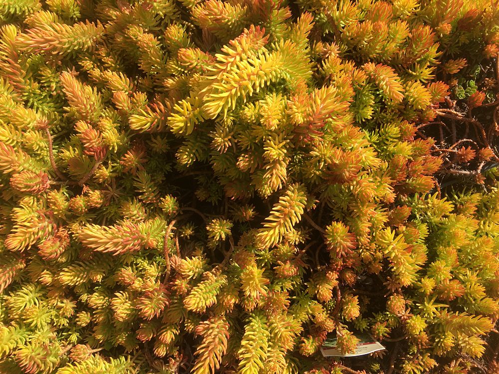 sedum-rupestre-sunsparklery-angelina-teacup-stonecrop