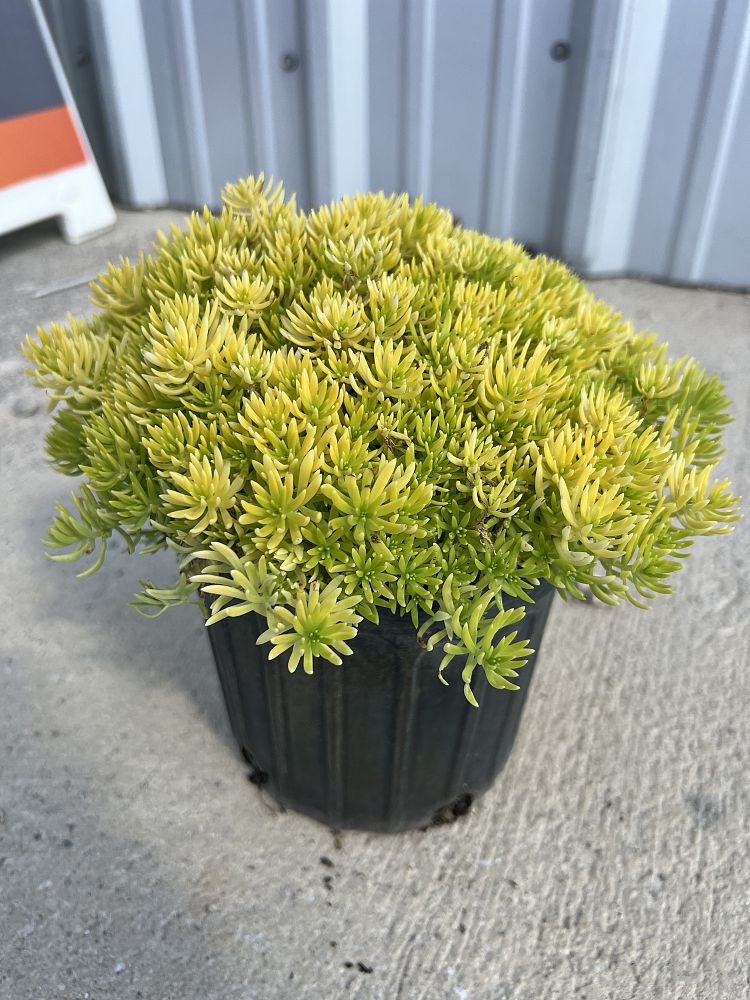 sedum-rupestre-sunsparklery-angelina-teacup-stonecrop