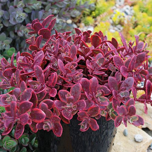 sedum-rupestre-sunsparklery-wildfire-stonecrop