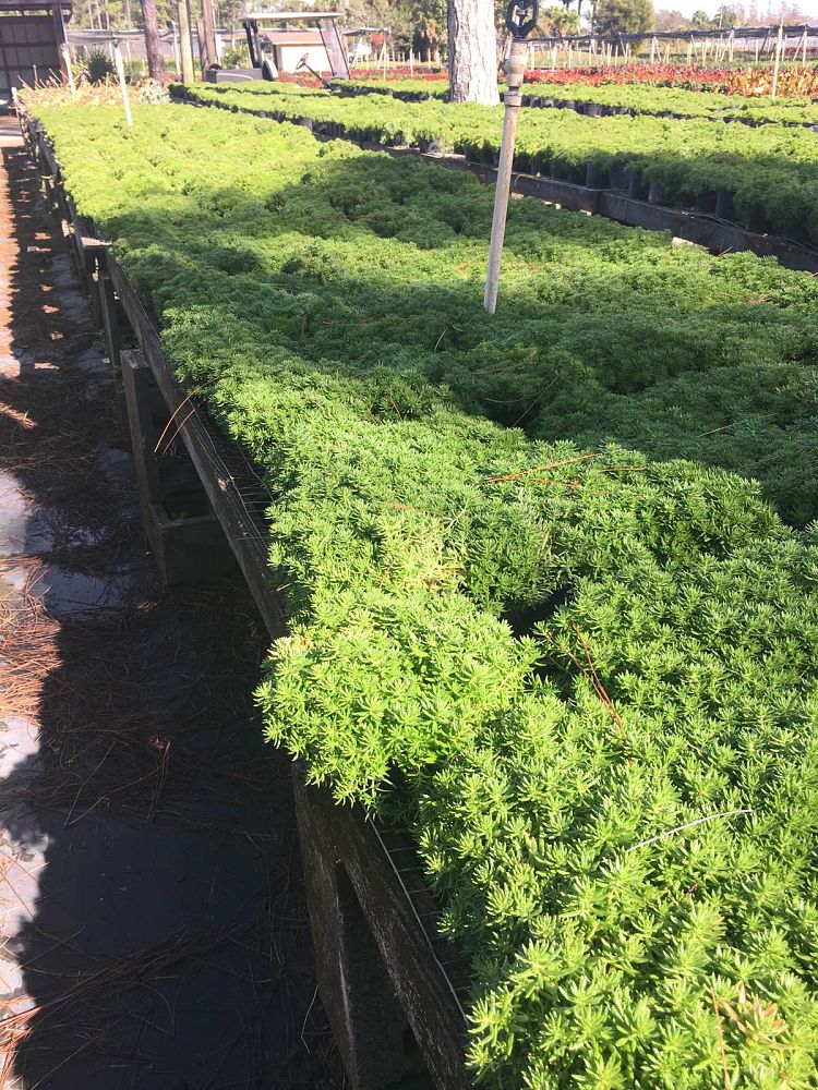 sedum-sarmentosum-stringy-stonecrop