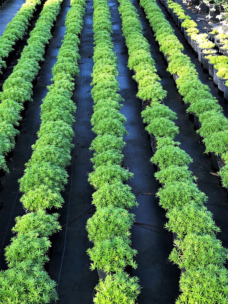 sedum-sarmentosum-stringy-stonecrop