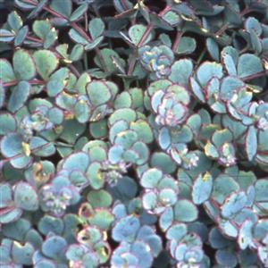 sedum-sieboldii-october-daphne-stonecrop
