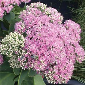 sedum-spectabile-pink-bomb-showy-stonecrop