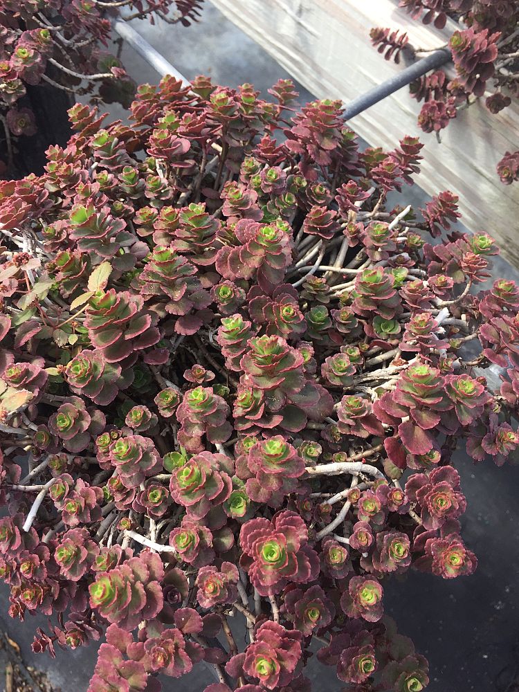 sedum-spurium-bronze-carpet-two-row-stonecrop