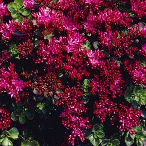 sedum-spurium-dragon-s-blood-two-row-stonecrop