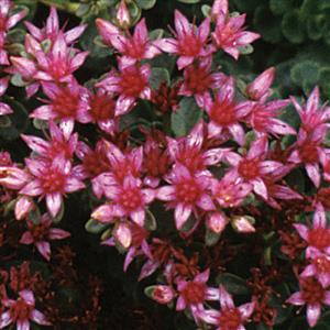 sedum-spurium-john-creech-two-row-stonecrop