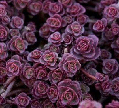 sedum-spurium-purple-carpet-two-row-stonecrop