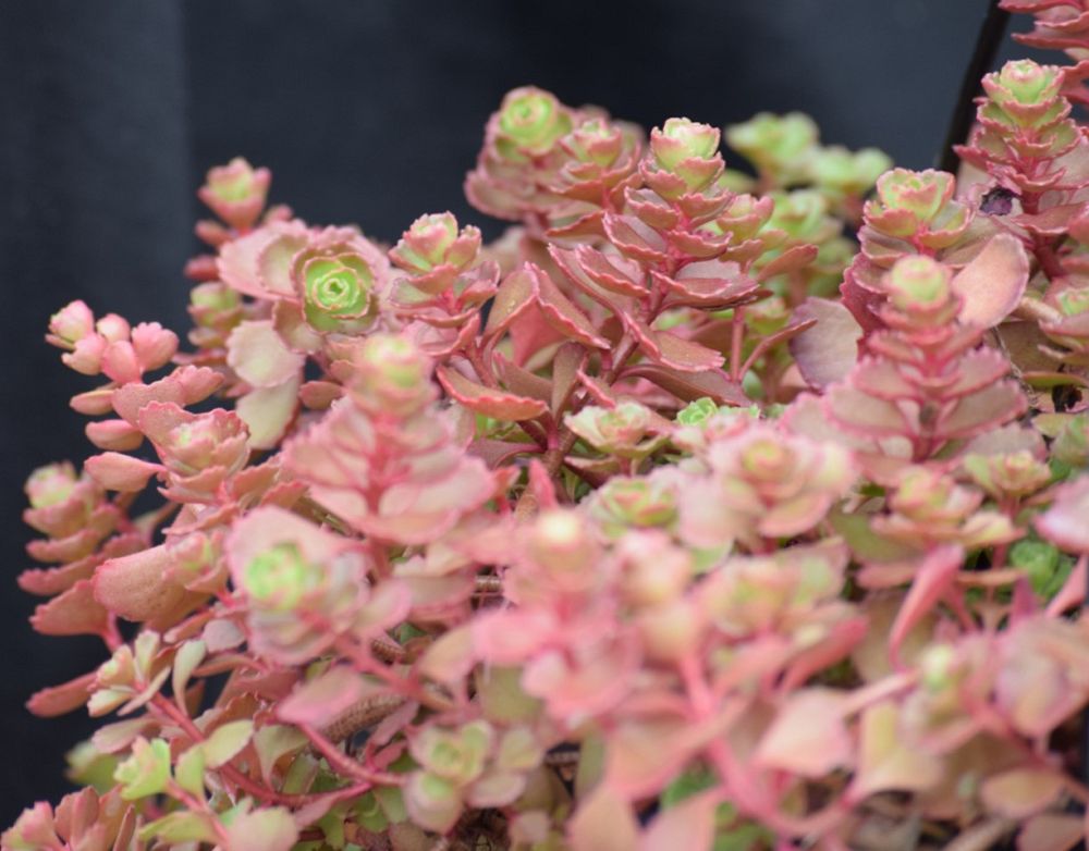 sedum-spurium-red-carpet-two-row-stonecrop