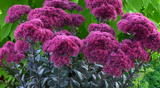 sedum-spurium-spot-on-deep-rose-stonecrop