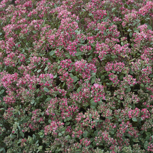 sedum-spurium-steel-the-show-stonecrop
