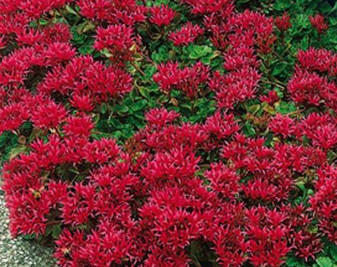 sedum-spurium-summer-glory-two-row-stonecrop