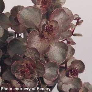 sedum-spurium-voodoo-two-row-stonecrop
