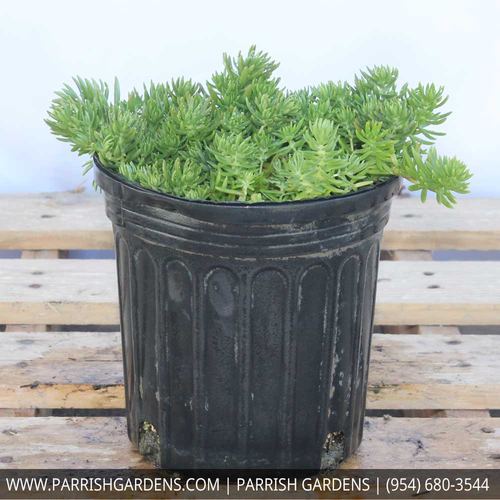sedum-stonecrop